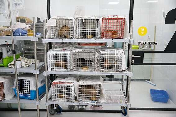 ערכות הגנה מפני קורונה? חתולים בצער בעלי חיים // צילום: לירון מולדובן