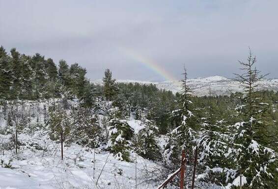 שלג ביער ביריה שבצפון הארץ, היום // צילום: דוברות קק"ל