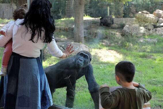 מפגש מחודש בין חיות לאנשים. הספארי ברמת גן, היום // צילום: גדעון מרקוביץ'