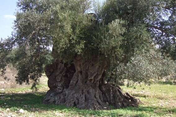 עץ זית // צילום: סוהיל זידאן