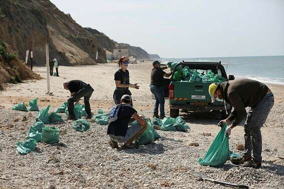 מתנדבים מנקים את הזפת בגן הלאומי חוף השרון, שלשום