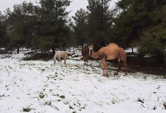 גמלים וסוס שצולמו באזור יקב יתיר שליד ערד, היום // צילום: אריאל ניצן