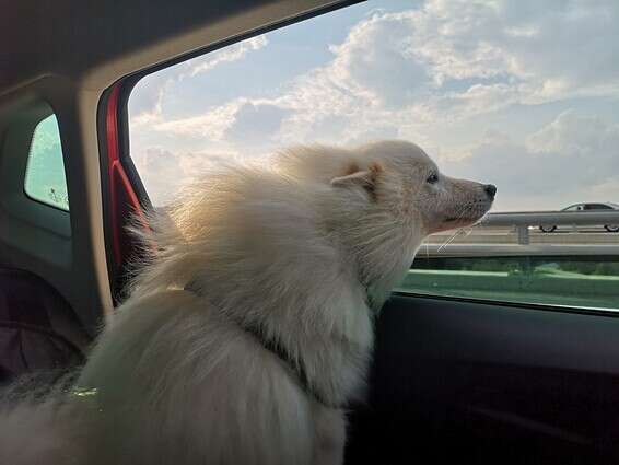 הפרווה כבר מתנפנפת ברוח - יוצאים לטיול בצפון