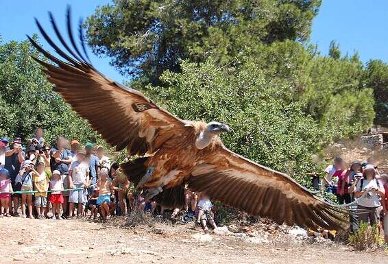 מטיילים צופים בנשר בכרמל // צילום: בן רוזנברג