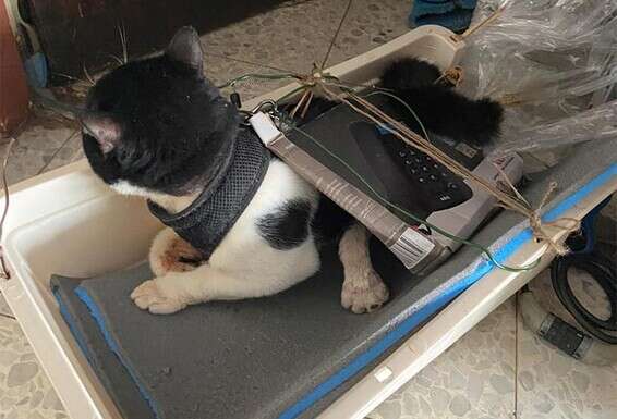 אחד מהחתולים שנמצאו בדירת החשוד, אתמול // צילום: דוברות המשטרה