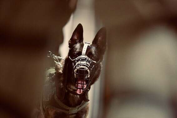 התרגיל - בהשתתפות לוחמי עוקץ // צילום: אורן כהן