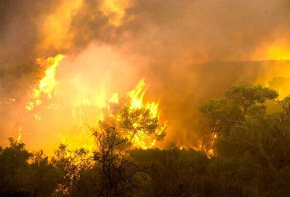 הנזק ליערות // צילום: מורן מעיין, ג'יני