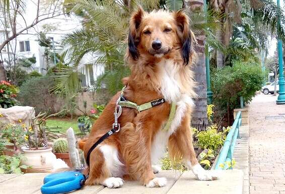 הכלב צוקי של פלורה מבית בלב פ"ת