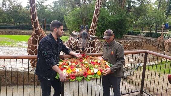 הג'ירפה דניסה עם עוגת היומולדת המיוחדת שהוכנה עבורה // באדיבות ספארי רמת גן 