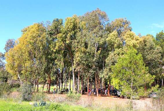 חורשת האקליפטוס // צילום: יעקב שקולניק