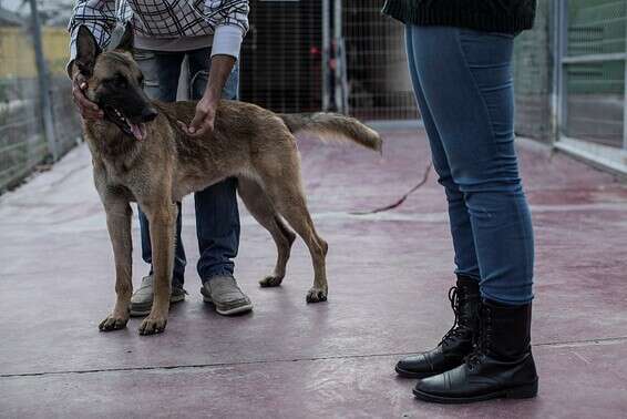 ישראלים מעדיפים כלבים זכרים 