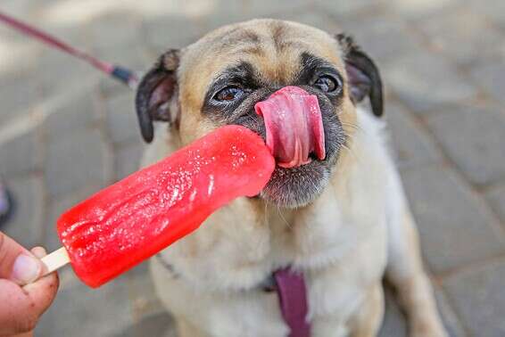 עומסי חום ברחבי הארץ // צילום ארכיון: יהושע יוסף