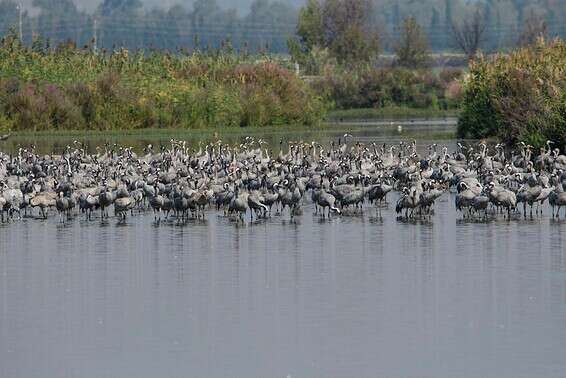 שמורת החולה // צילום: אייל מרגולין, ג'יני 