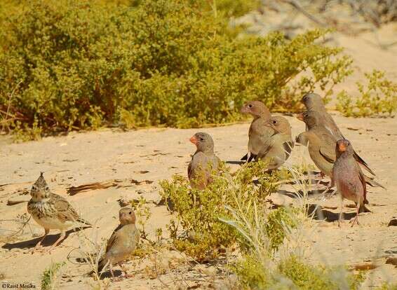 לא חסרות אונים, ציפורי השיר מול הנחש // צילום: אבנר רינות, החברה להגנת הטבע