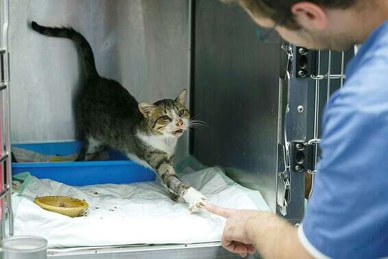 שימו לב האם החתול מעוניין באינטראקציה אתכם // צילום: לירון מולדובן 