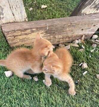 הגורים שנמצאו // צילום: "אס או אס חיות"