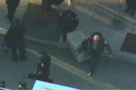 תפיסת הפומה המשוטטת // צילום: איי.פי 