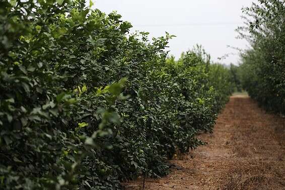 עובדי הפרדסים של פעם הפכו את הקרקע בשני כלים שוברי גב // צילום: איתיאל ציון