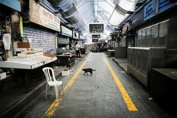 חתול בשוק מחנה יהודה. אל תשאירו אותם ברחוב // צילום: אורן בן חקון