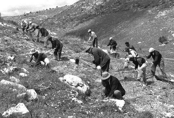 נטיעות, 1950 // באדיבות הארכיון הציוני