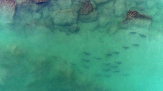 הכרישים מול חופי ישראל // צילום: אביעד שיינין