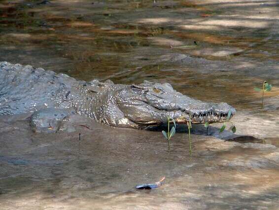 חיה מוגנת, תנין בטריטוריה הצפונית באוסטרליה // צילום: איי.פי