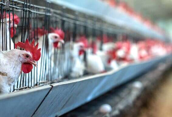 שוסטר החליט שלא להגדיל מכסות ייצור ביצים // צילום: אייל מרגולין - ג'יני