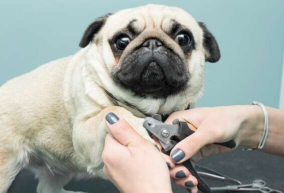 צריך גם לקצוץ ציפורניים בתקופת הקורונה // צילום אילוסטרציה: Getty Images