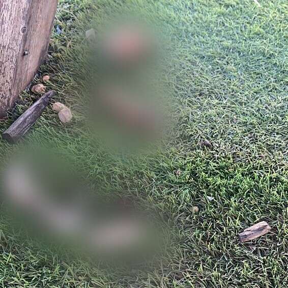 גור החתולים שנמצא מבותר // צילום: "אס או אס חיות"