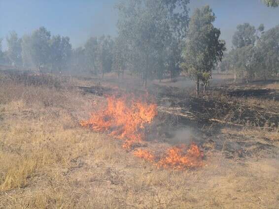 שריפה בעוטף עזה מטרור הבלונים // צילום: TPS
