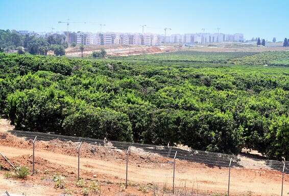 הפרדס ברעננה שבו נאנסה ת'. "כל הזמן בכיתי, אבל התוקף היה קר רוח", סיפרה לחוקרים // צילום: יוסי זליגר