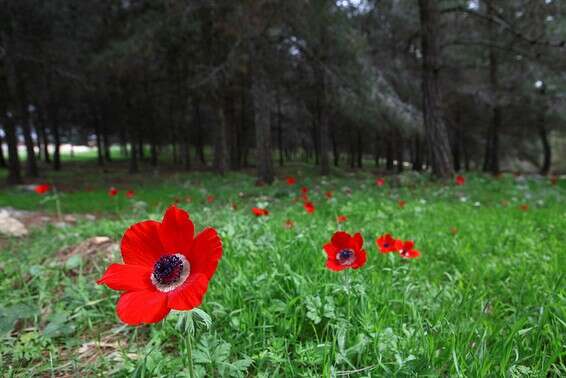 צילום ארכיון // צילום: לירון אלמוג 