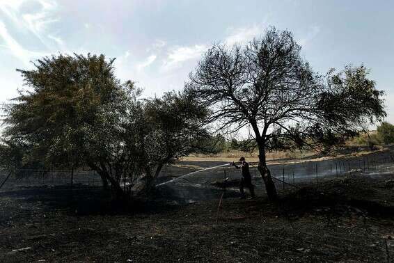 שריפת קוצים בכפר מנחם // צילום: ללא קרדיט