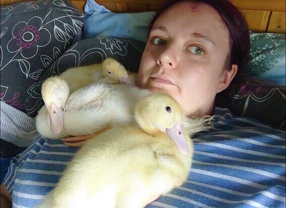 "מי יודע כמה אפרוחים נהרגים כך מדי יום"? // מתוך חשבון הפייסבוק של צ'רלי ללו 