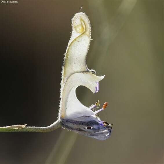 צילום: אוהד בנימיני, החברה להגנת הטבע 