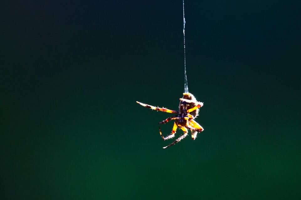 This is not SpiderMan A flood of giant spiders is expected to descend