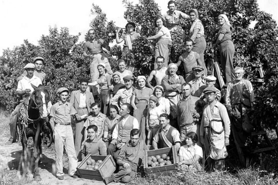 עולים חדשים בפרדס במרכז הארץ, 1949 // עולים חדשים בפרדס במרכז הארץ, 1949 ,