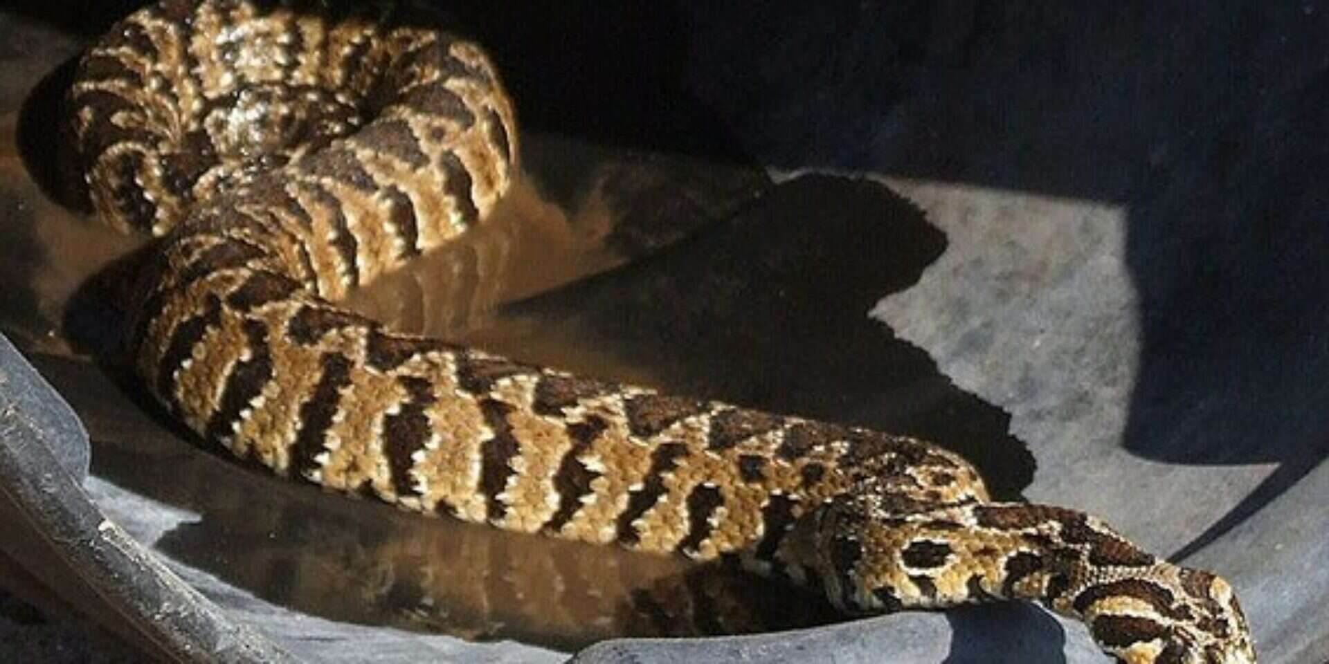 נחש צפע ארצישראלי , מתוך ויקיפדיה