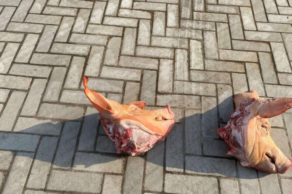 ראשי החזיר מחוץ לביתו של ניסנוב. מזעזע ,