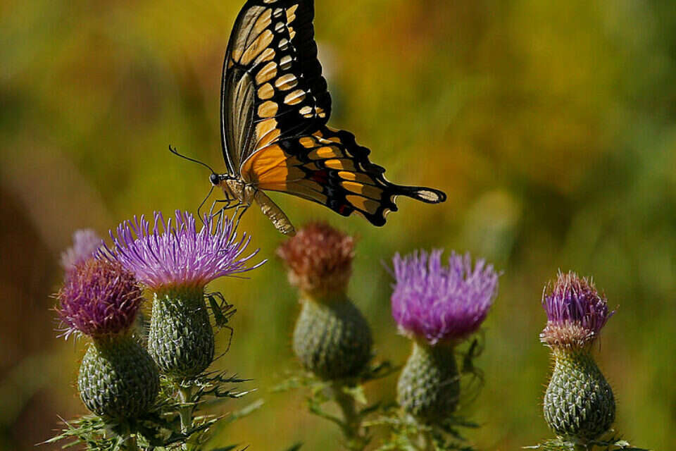 משבר חמור: מאות מינים בסכנת הכחדה