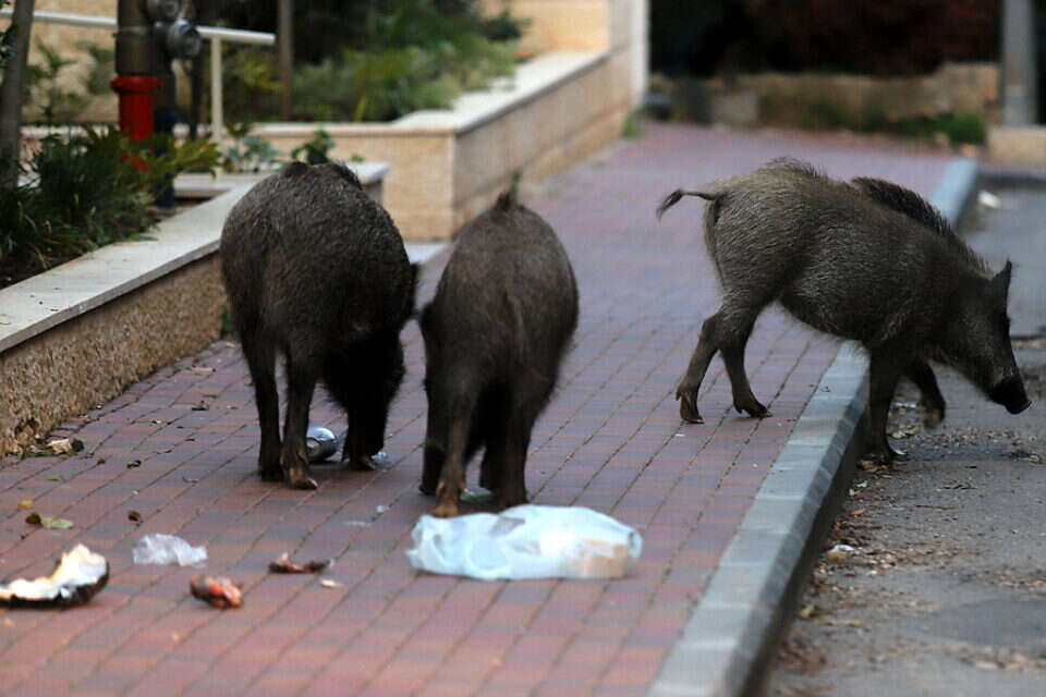 חזירי בר מסתובבים ברחבי חיפה , הרצי שפירא