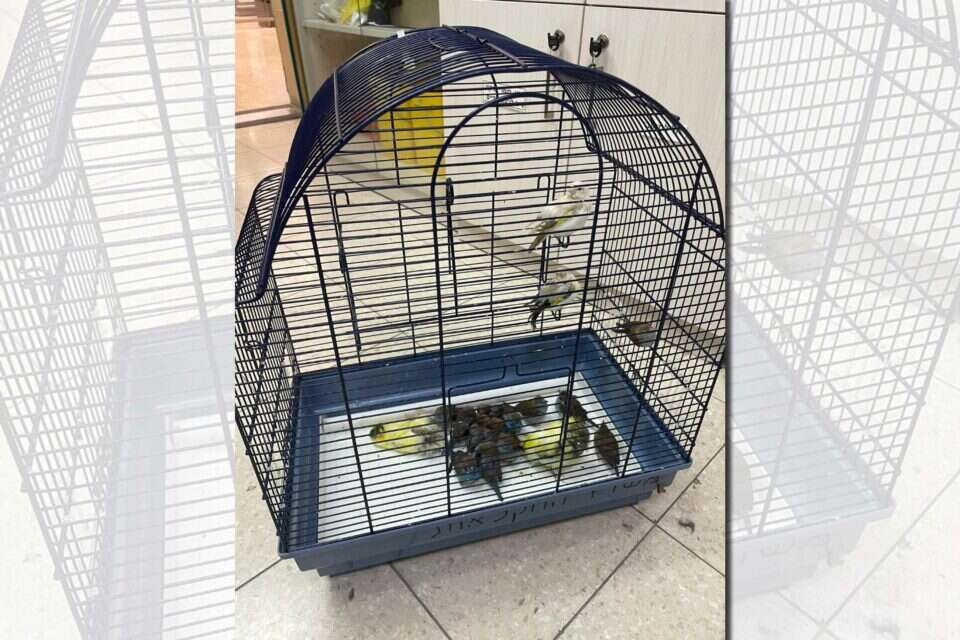 הציפורים אותן ניסה המבריח להכניס לישראל ,