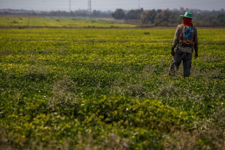 הסוף להדברה? בטכניון מצאו פתרון למחלות צמחים