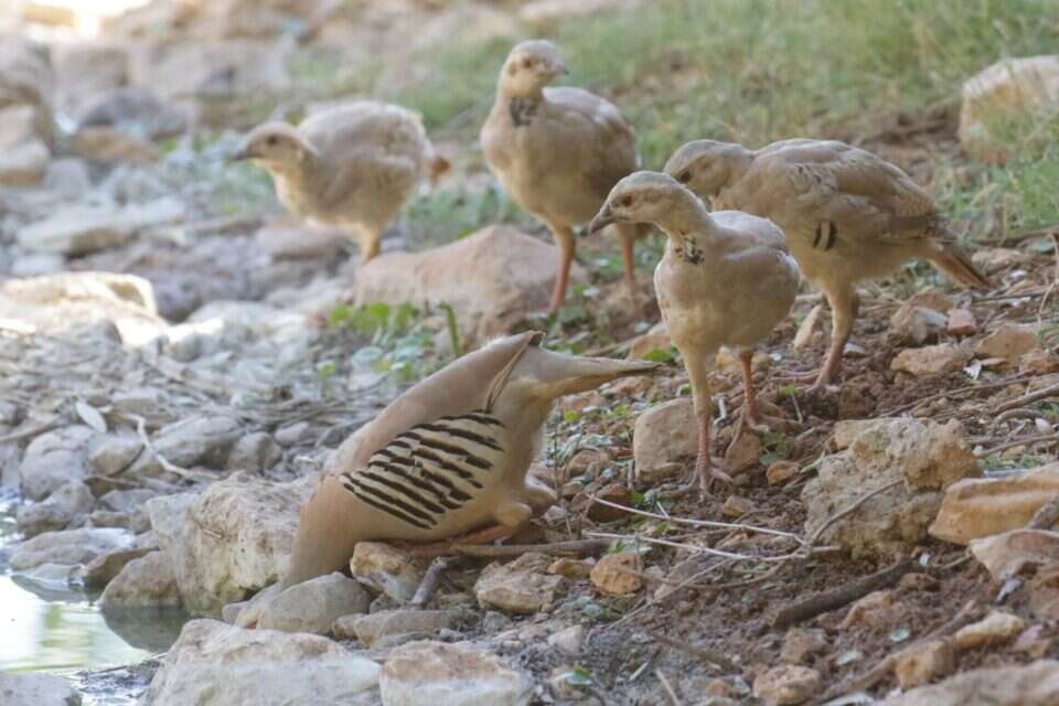 "התפריט שלהן מורכב מזרעים יבשים ולכן, הן שותות מים במשך היום" , עמיר בלבן, החברה להגנת הטבע