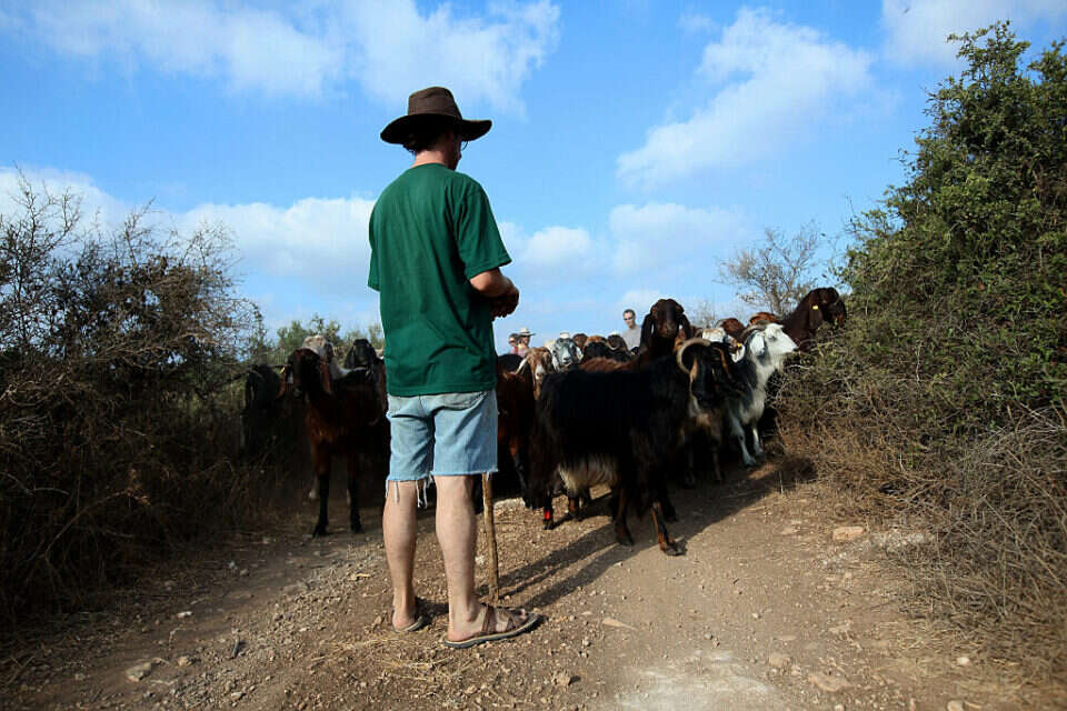 רועה צאן יהודי הותקף, למצולם אין קשר לכתבה , משה שי