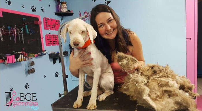 מה שהסתתר מתחת לפרווה