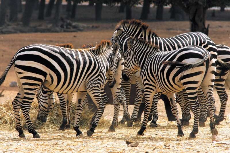 זברות בספארי // צילום: משה שי