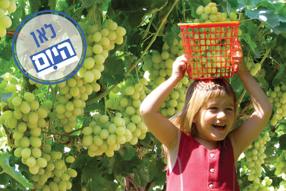 בציר בכרם לכיש // צילום: ניצן שאול // בציר בכרם לכיש // צילום: ניצן שאול , 