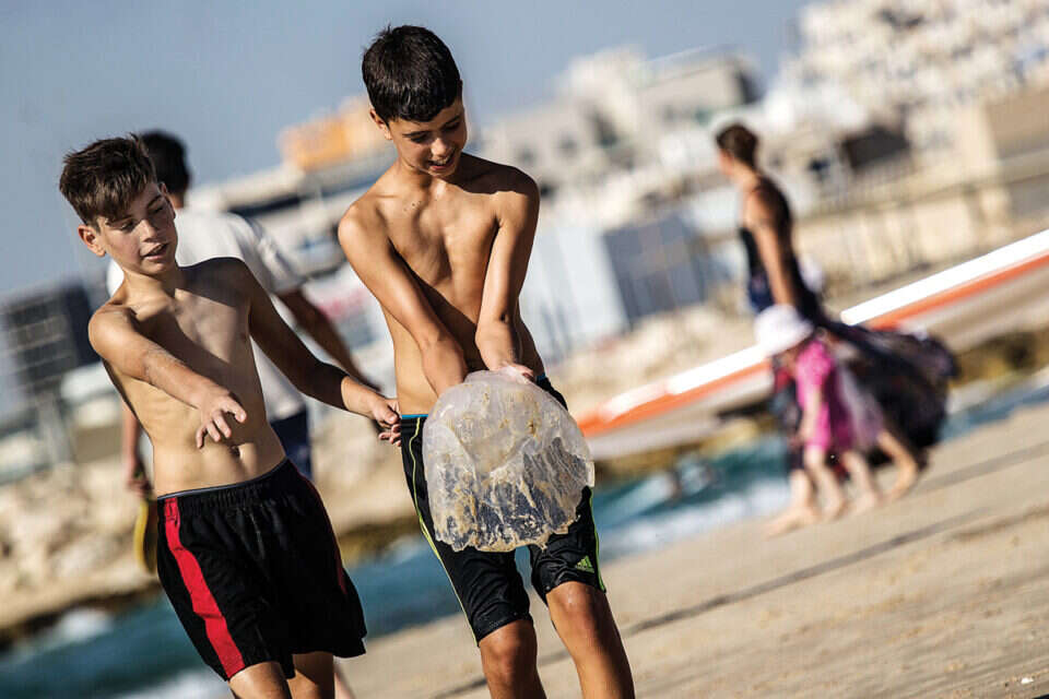 גם להן נמאס מהחום, מדוזות בחופי ישראל // גם להן נמאס מהחום, מדוזות בחופי ישראל ,
