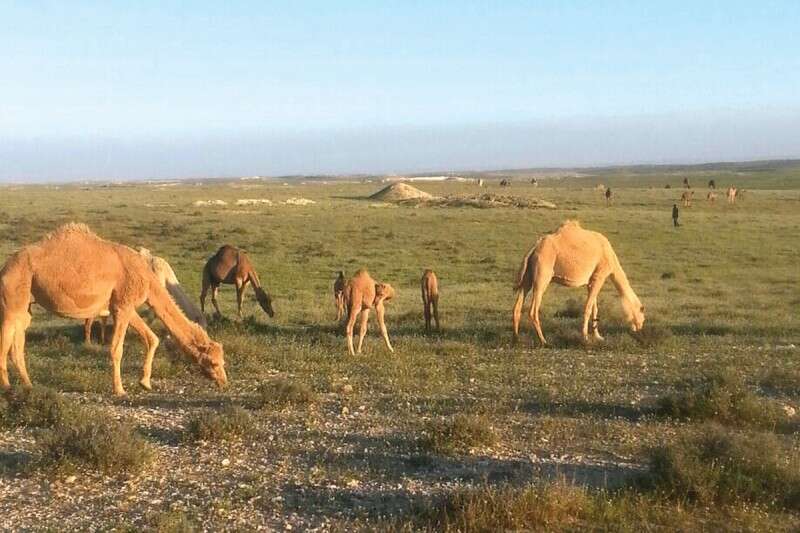 גמלים בנגב // צילום: איה דבורין